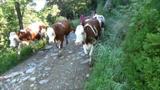 Attention course de vaches en transhumance [upl. by Eletnahc216]