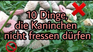 10 Dinge die du deinem Kaninchen nicht verfüttern solltest [upl. by Bari]