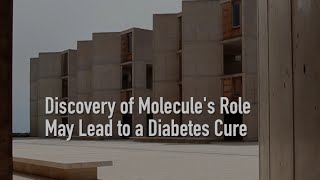 Discovery of Molecules Role May Lead to a Diabetes Cure [upl. by Kannav]