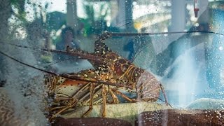 Live Lobster available at Tropics Cafe [upl. by Atikan]