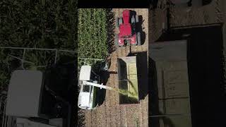 Chopping corn at Larsen Farms with a Claas Jaguar agriculture ag [upl. by Myo]