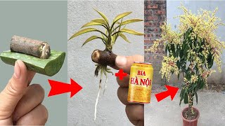 SUPER SPECIAL way to propagate mango using only aloe vera to help the tree grow quickly [upl. by Ralli]