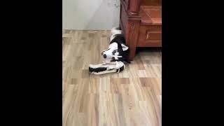 Khi con ngáo husky bị phong ấn shorts pets husky dogs funny giaitri [upl. by Ocir]