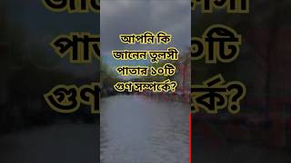 তুলশি পাতার ১০টি গুণ জানেন banglahealthtips healthtips healthtipsbangla [upl. by Atrebor]