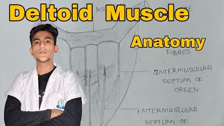 Deltoid Muscle Anatomy  upper limb Anatomy Hindi [upl. by Suravat]