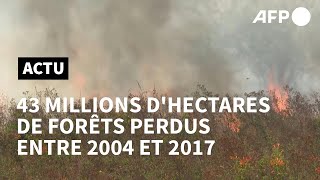 Déforestation 43 millions dhectares perdus sur les principaux quotfrontsquot selon le WWF  AFP [upl. by Zahc869]