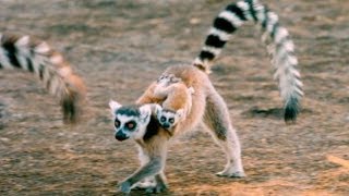 Exploring the Island of Lemurs Madagascar [upl. by Ayaladnot]