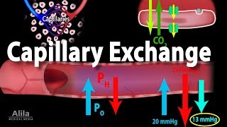 Capillary Exchange and Edema Animation [upl. by Sivart305]