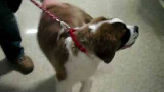 St Bernard Puppys 1st Day of Kindergarten [upl. by Gratt]