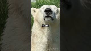 Incredible Polar Bear Facts [upl. by Iggem204]