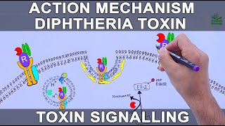 Diphtheria Toxin Action Mechanism  Signalling Pathway [upl. by Slin556]