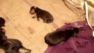 rottweiler puppies new born [upl. by Tice853]