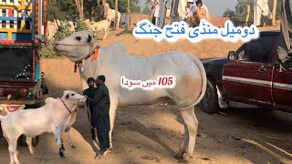 Today domail mandi 1112024 latest update ll Taxila mandi ll Jamil tv ll [upl. by Enelram]