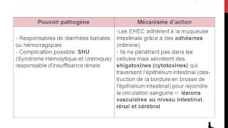 Famille des Enterobacteriaceae  Genre Escherichia [upl. by Ahseya537]