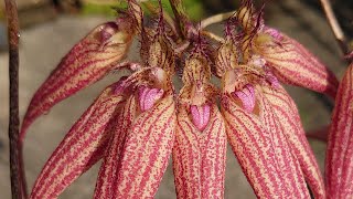 Cirrhopetalum  Bulbophyllum Elizabeth Ann Buckleberry FCCAOS [upl. by Selrahc630]