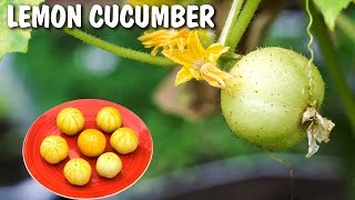 Growing Lemon Cucumber  Excellent Producer [upl. by Guy]