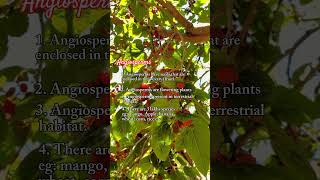 Difference between Angiosperms and Gymnosperms Hindi Urdu conceptsofbotany [upl. by Dorris728]