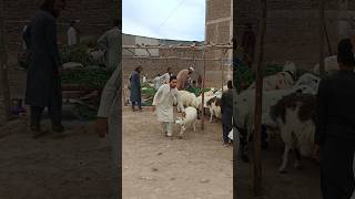 Sheep stealing😁funny comedy shorts [upl. by Ojok]