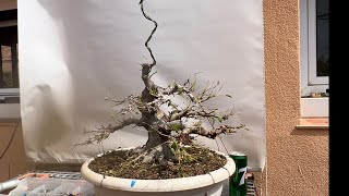 Defoliado  poda y formación de un bonsai de acer burguerianum [upl. by Joni882]