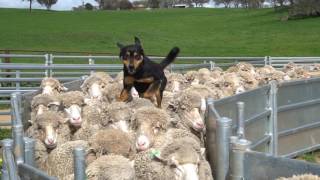 Yard Work New Imported Australian bloodlines to Devonairs kelpie stud [upl. by Christan371]