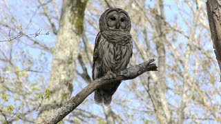 Barred Owl Hooting HD [upl. by Cheria]