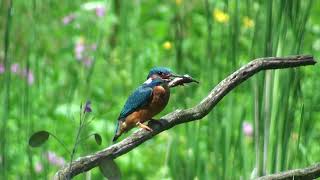 IJsvogel eet 3doornig Stekelbaarsje [upl. by Vinita]