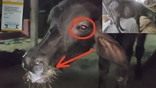 पशुमालिक का एक गलती फिर मौत Drenching pneumonia in calf  100 Result l बुखार 105 F [upl. by Kneeland645]