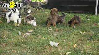 Adorable Shihpoo Puppies [upl. by Anitsrihc99]