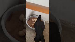 Top result in hatching High quantity village farming kolivalarpu youtubeshorts eggs tamil [upl. by Etnoek178]