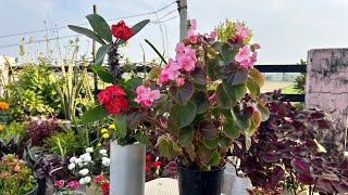 Care Of Begonia And Euphorbia ￼Tips And Tricks NATURE CHANGE THE FUTURE [upl. by Lateehs]