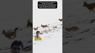 Snow leopard hunts Ibex leopard shorts ibex snow hunting wildlife mountains animals yt [upl. by Dolli759]