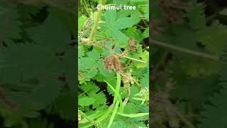 Chuimui tree 🌴🌴🌲🌲garden tree 🌴🎄sortsvideogemstone [upl. by Hatty]