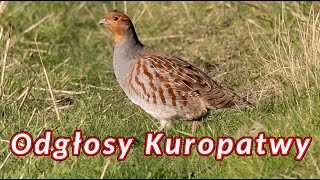 Odgłosy kuropatwy  dźwięki jakie wydają kuropatwy [upl. by Seuqcaj]