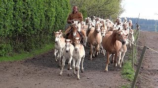 Weideauftrieb der Haflinger  Pferde aus Meura in Thüringen [upl. by Anahsat]