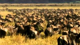 WILDLIFE Predatori della Savana  National Geographic HD [upl. by Girhiny]