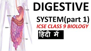 DIGESTIVE SYSTEM  ICSE Class 9 Biology [upl. by Jude756]