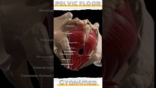 Muscular layer of pelvic floor [upl. by Laeira]