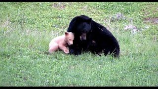 Mama Bear Plays with Cub [upl. by Nyrol336]