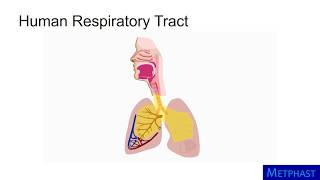 Particle Deposition in Respiratory Tract [upl. by Yllil]