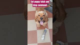 How to teach your puppy fatch and drop Commandbestguarddog labrador guarddog yourdog funny cut [upl. by Devy]