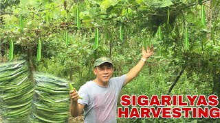 SIGARILYAS HARVESTING amp FARM TOUR  Biyaherong Batangueno [upl. by Watkins]