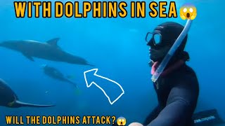 Will The Dolphins Attack 😱  Under Water Swimming With Dolphins😱  Swimming in Sea [upl. by Ytsur]