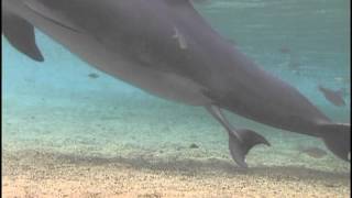 Incredible Dolphin Birth at Dolphin Quest Hawaii [upl. by Odranoel]