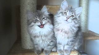 Talking Siberian kittens [upl. by Un]