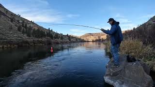 Hatchery steelhead Deschutes River side planer [upl. by Selby]