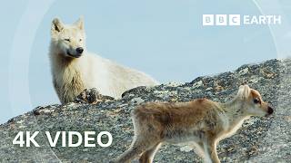 Arctic Wolf Hunts Baby Caribou  4K UHD  Planet Earth II  BBC Earth [upl. by Horten]