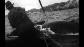 Old Whaling Film 1933 Whangamumu New Zealand [upl. by Anwad]