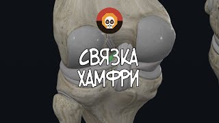 Связка Хамфри 3D Анатомия [upl. by Macswan]