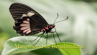 Mariposario de Benalmadena Butterfly ParkFebruary 2020 [upl. by Hightower190]