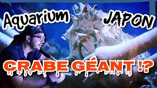 Aquarium  CRABE GÉANT JAPONAIS [upl. by Ellerrad]